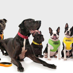 Pet Collars & Harnesses
