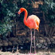 Flamingo