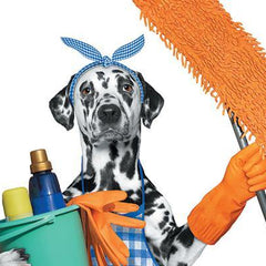 Pet Cleaning