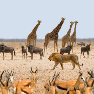 Animals