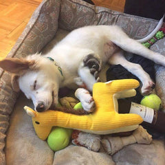 Pet Toys