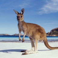 Australia Day