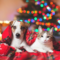 Christmas Pet Supplies