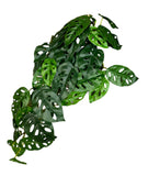 Load image into Gallery viewer, Green Leaf Spray Bunch