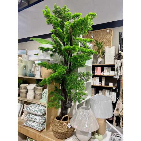 Bonsi Potted Tree - 170cm