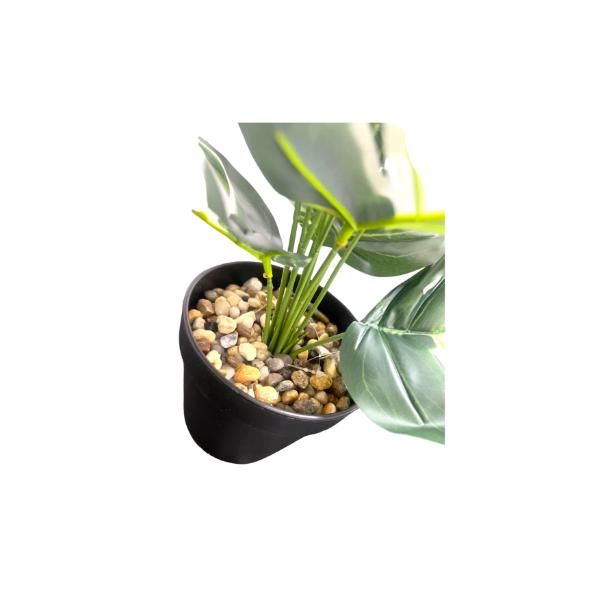 Small Palm Plant - 25cm