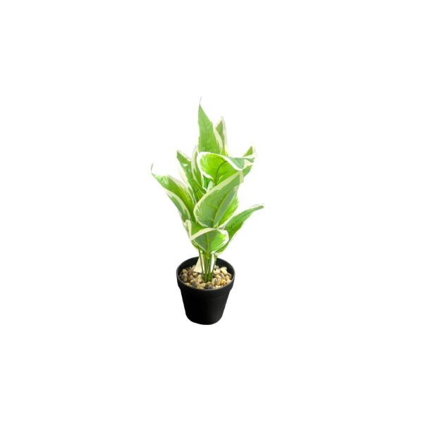 Small Palm Plant - 25cm