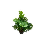 Load image into Gallery viewer, Small Palm Plant - 25cm