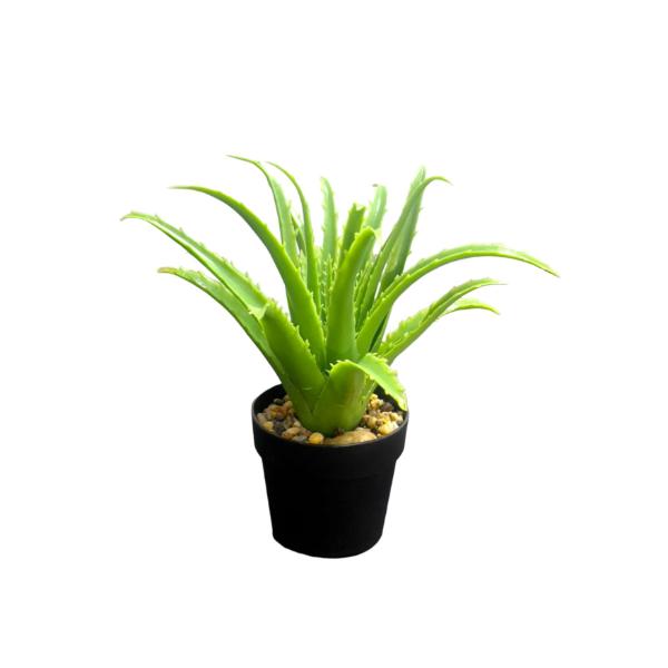 Small Aleo Potted Plant - 25cm