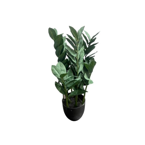 Green Money Tree - 60cm