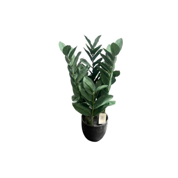 Green Money Tree - 60cm