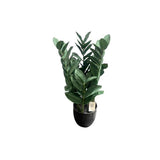 Load image into Gallery viewer, Green Money Tree - 60cm