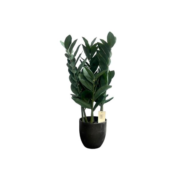 Green Money Tree - 60cm