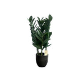 Load image into Gallery viewer, Green Money Tree - 60cm