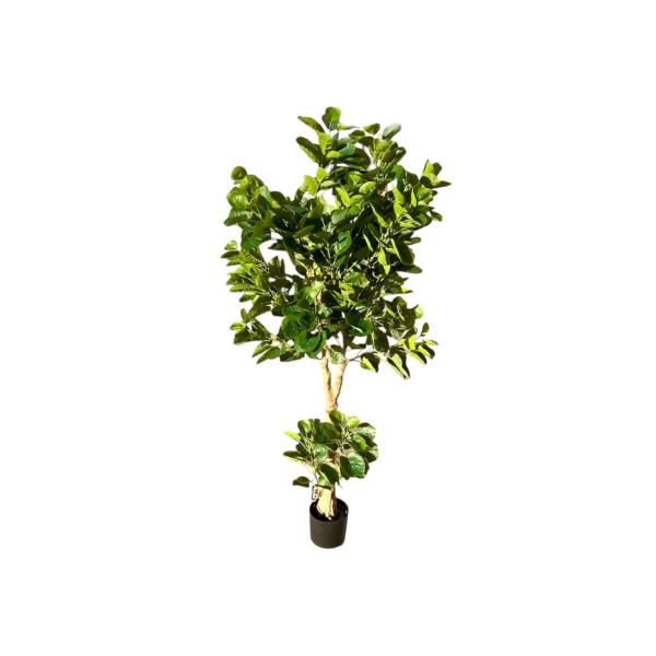 Green Money Tree - 198cm