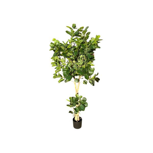 Green Money Tree - 198cm