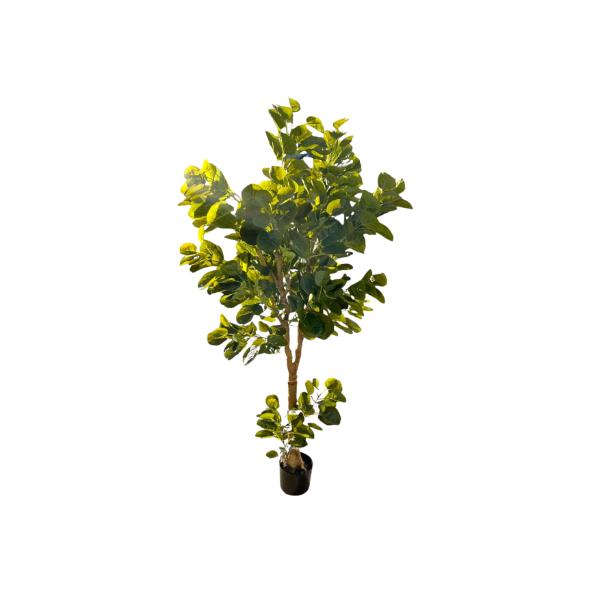Green Money Tree - 198cm