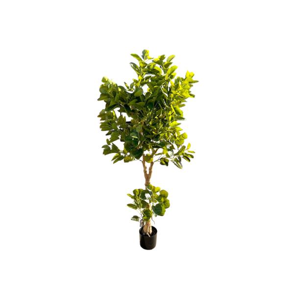 Green Money Tree - 198cm