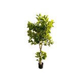 Load image into Gallery viewer, Green Money Tree - 198cm