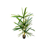 Load image into Gallery viewer, Green Tree - 140cm