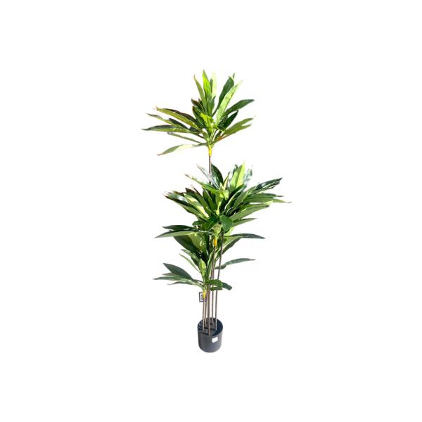 Green Dracaena Potted Plant - 150cm