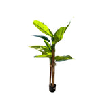 Load image into Gallery viewer, Bird Of Paradise Potted Plant - 160cm