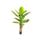 Load image into Gallery viewer, Bird Of Paradise Potted Plant - 160cm