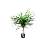 Load image into Gallery viewer, Yucca Potted Plant - 90cm
