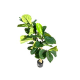 Load image into Gallery viewer, Fiddle Leaf Fig Potted Plant - 120cm