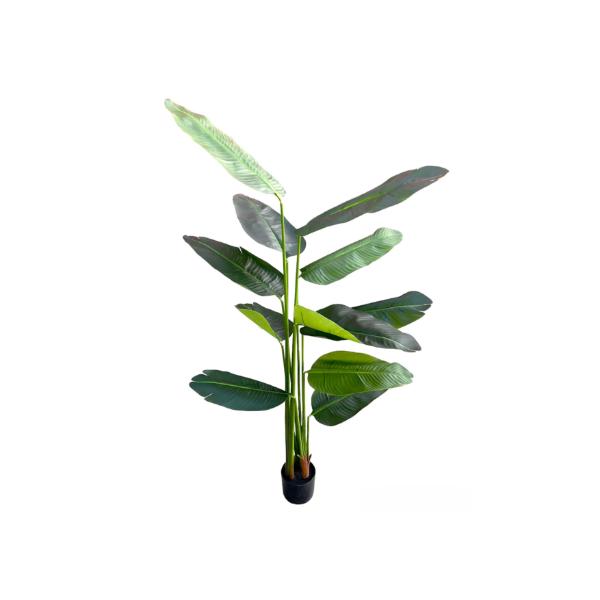 Bird Of Paradise Potted Plant - 200cm