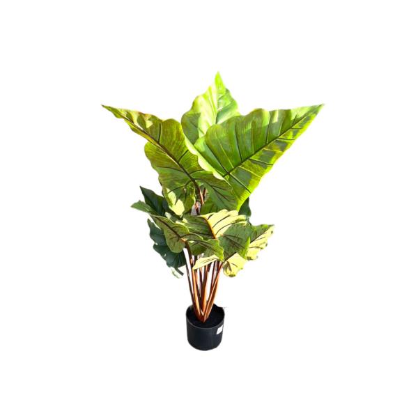 Elephant Ear Potted Plant - 100cm