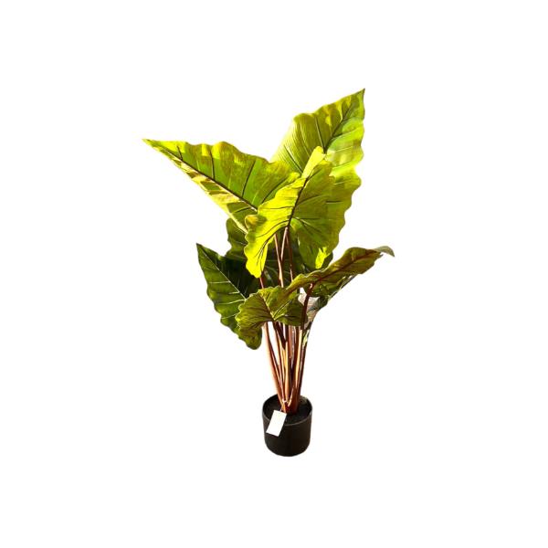 Elephant Ear Potted Plant - 100cm