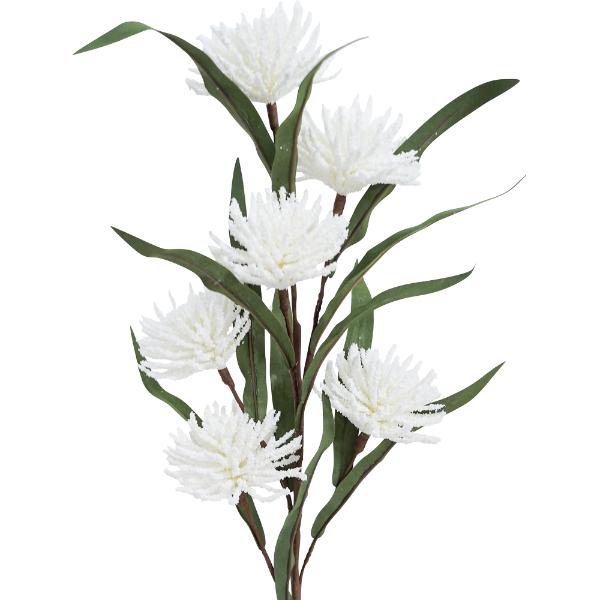 White Spike A Daisy - 75cm
