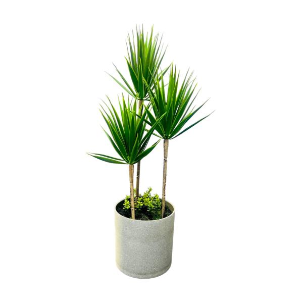 3 Aelo Plant - 40cm