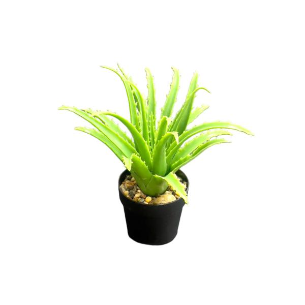 Small Aleo Potted Plant - 25cm