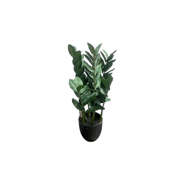 Green Money Tree - 60cm
