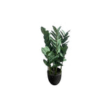 Load image into Gallery viewer, Green Money Tree - 60cm