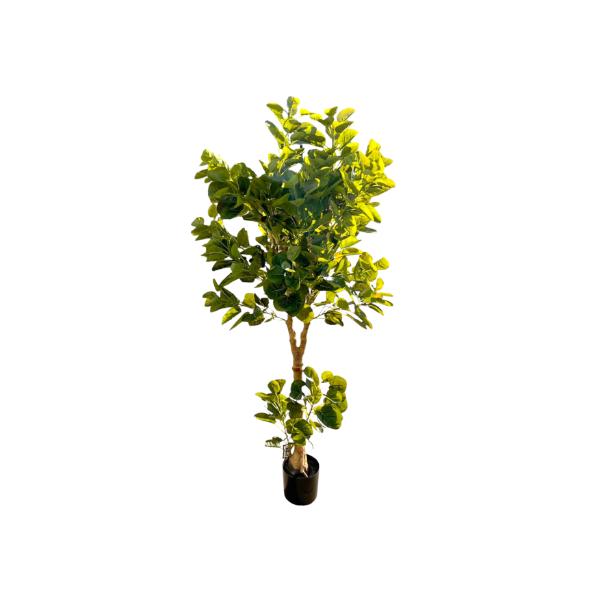 Green Money Tree - 198cm