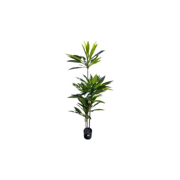 Green Dracaena Potted Plant - 150cm
