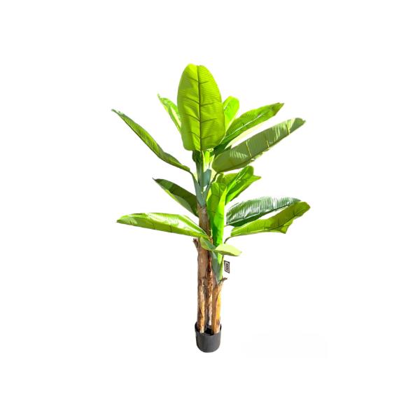 Bird Of Paradise Potted Plant - 160cm