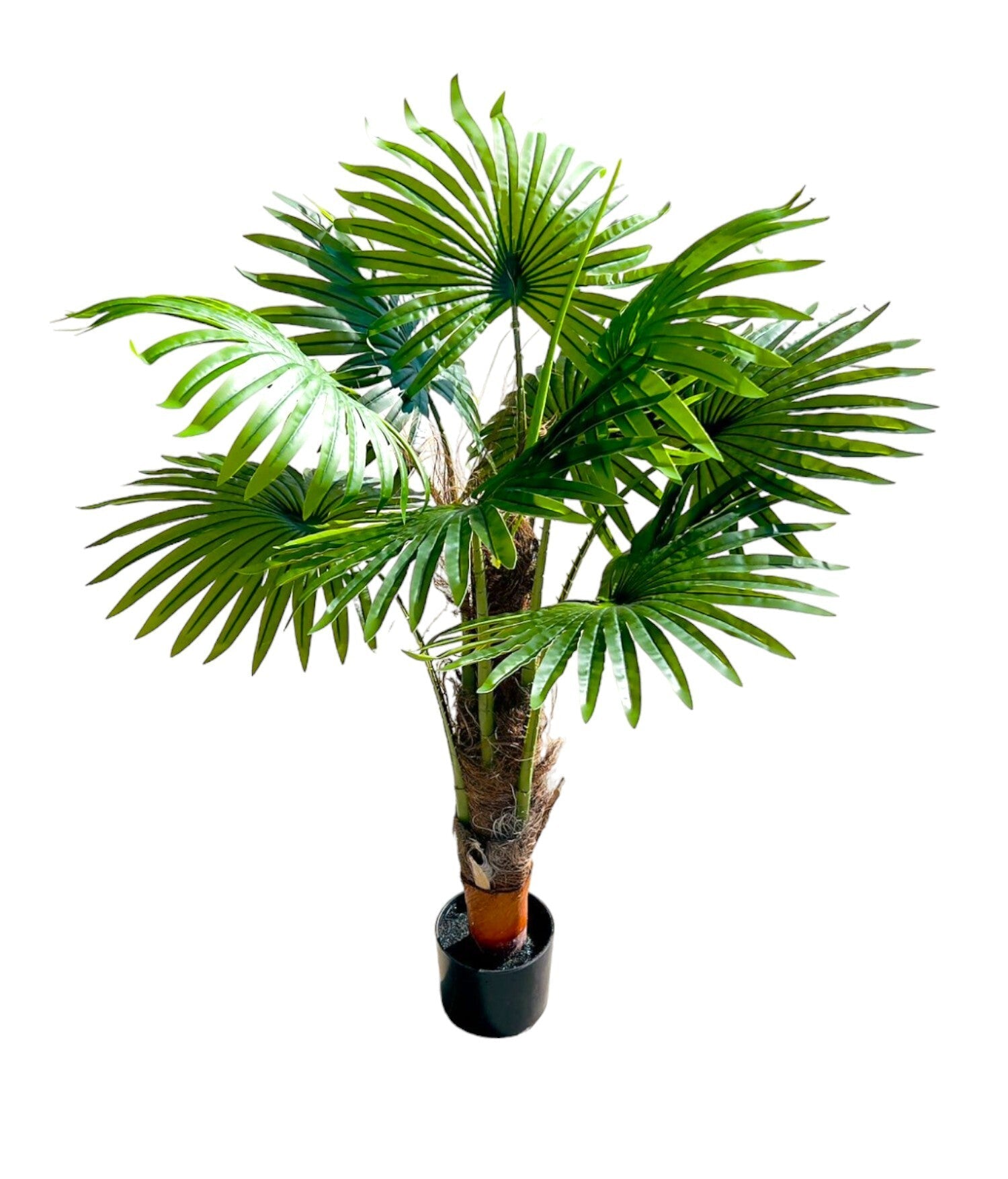 Cycad Fern Potted Plant - 120cm