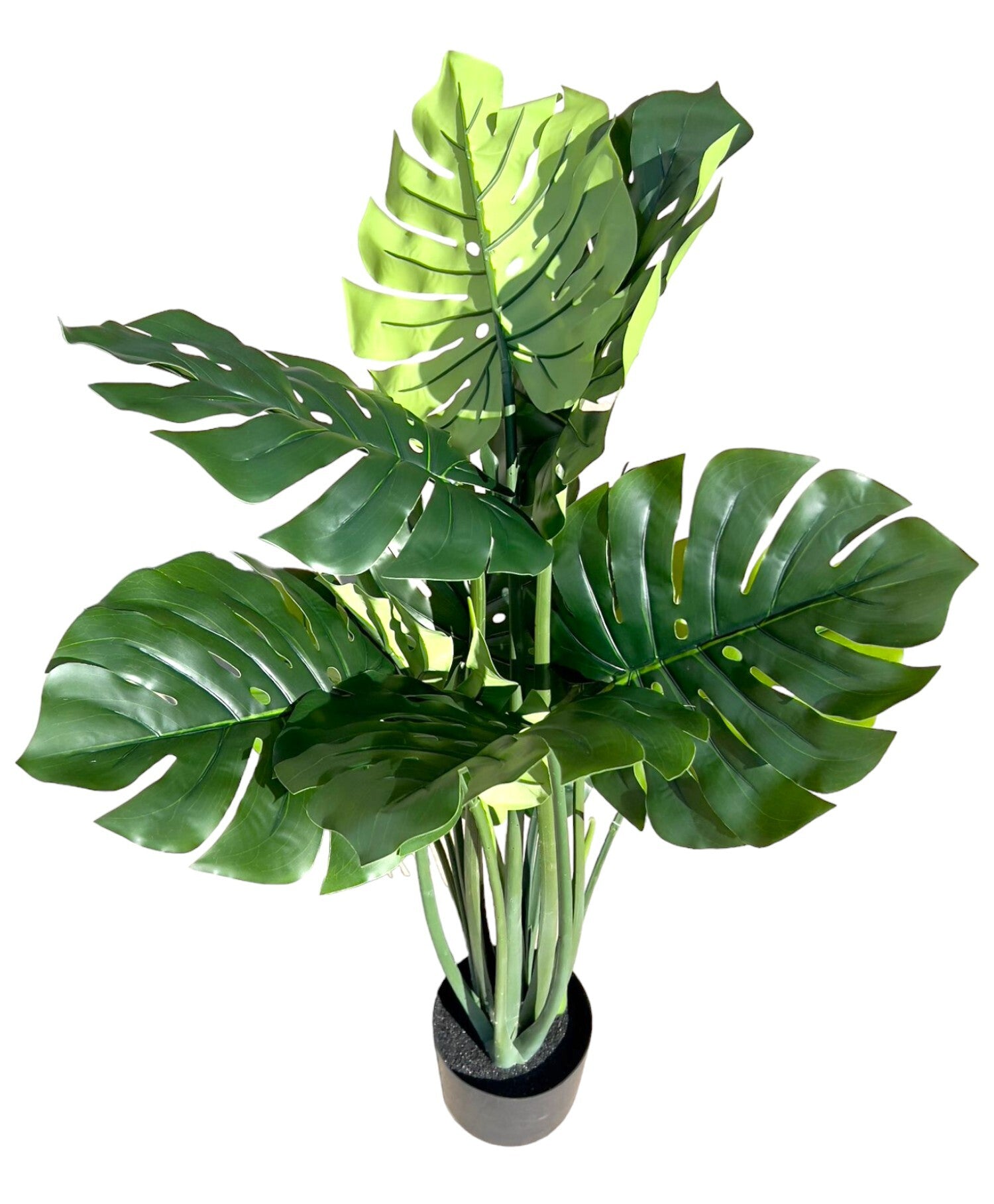 Split Philo Potted Plant - 120cm