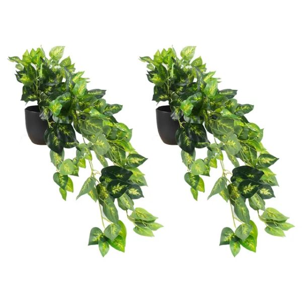 79CM TRAILING DIEFFENBACHIA PLANT