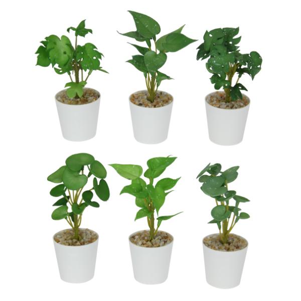 Green Leaf Plant In White Pot - 15cm