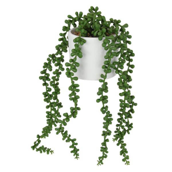 String Of Pearls Plant In White Pot - 38cm