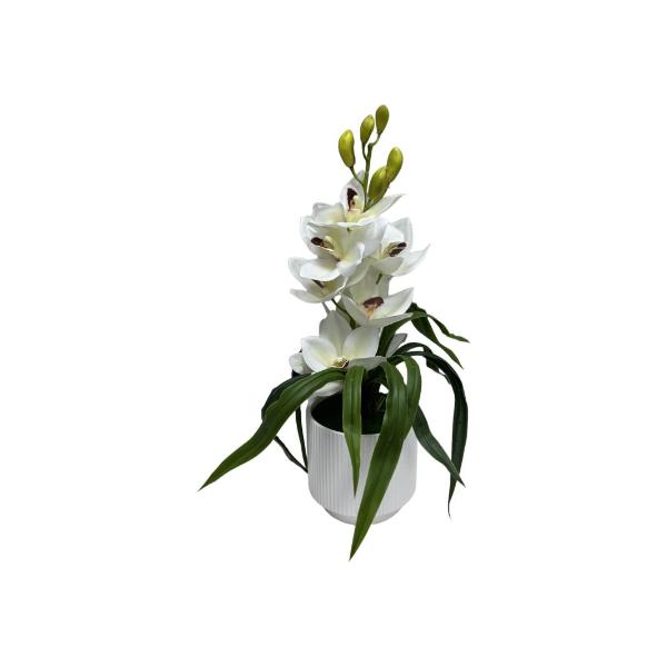 Mognolia Plant - 47cm