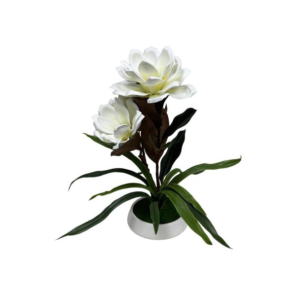 Magnolia In White Pot - 45cm