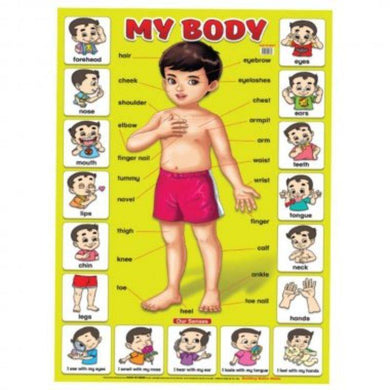 Educational Chart - My Body - 76cm x 50.5cm - The Base Warehouse