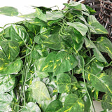 Load image into Gallery viewer, Green Money Rattans Artificial Leaves