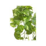Load image into Gallery viewer, Green Pothos Hanging Bush x 8 - 66cm